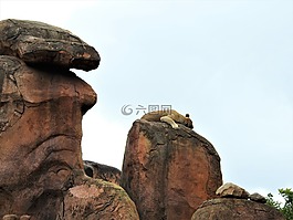 獅子,野生,動物