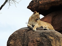 獅子,野生,動物