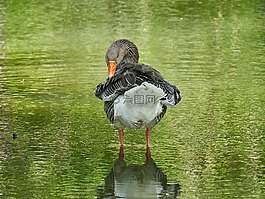 鵝,水,鳥