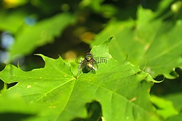goldfliege,飛,昆蟲(chóng)