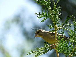 鳥,科,性質(zhì)