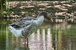 鵝,水,鳥