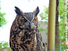 貓頭鷹,鳥,動物