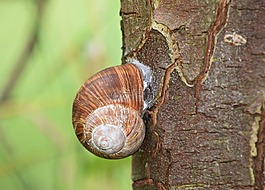 蝸牛,殼,樹(shù)