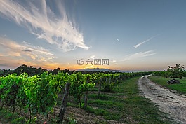 葡萄藤,托斯卡納,葡萄