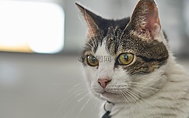 貓,甜,動物