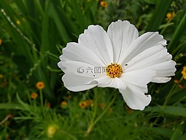 夏季,花,池塘植物
