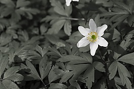 花卉,鮮花,布盧姆