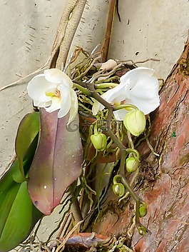 花,蘭花,開(kāi)花