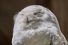雪鸮,條例草案,鳥