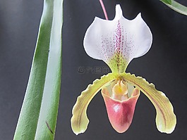 花,蘭花,性質(zhì)