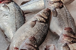 魚,海鮮,飲食