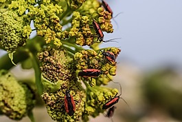 甲蟲,昆蟲,花