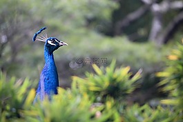 孔雀,動物,鳥