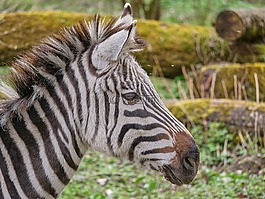斑馬,非洲,野生動(dòng)物園