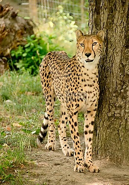 非洲,肯尼亞,野生動物園