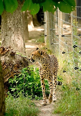 非洲,肯尼亞,野生動(dòng)物園