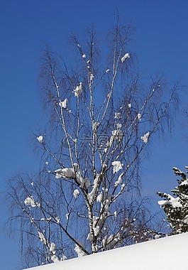 樺木,雪,藍(lán)色