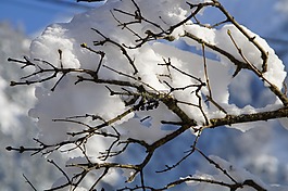 雪,科,分支機構