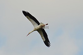 鸛,飛,優(yōu)雅