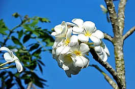 春天,布魯姆,花卉
