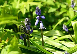 西班牙风信子,hyacinthoides hispanica,植物