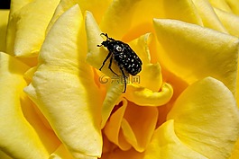 性質(zhì),花,夏天