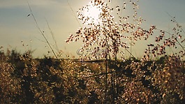 花,草甸,雛菊
