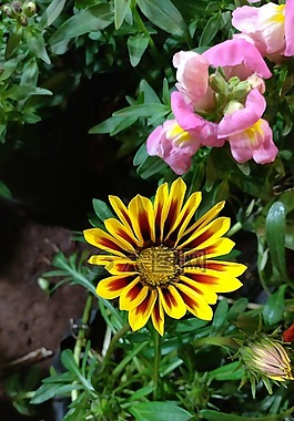 自然,黃色,花