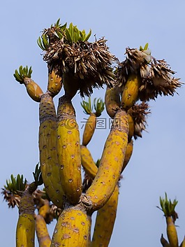 仙人掌,植物,自然