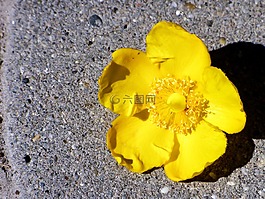 花卉,夏季,黃色