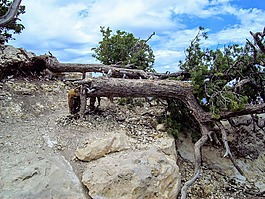 旅程,大峽谷,夏季