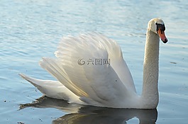 天鵝,池塘,白