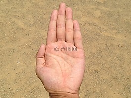 手掌,手,手指