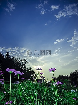 自然,春,夏天