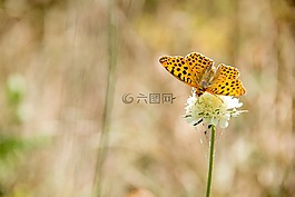 蝴蝶,性質(zhì),昆蟲