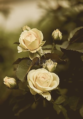 玫瑰,白,自然
