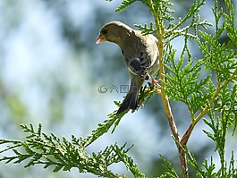 鳥,科,性質(zhì)