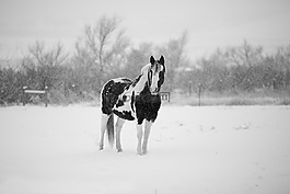 冬天,馬,雪