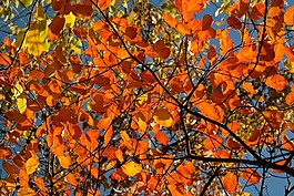 叶子,秋季,amelanchier