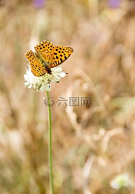 蝴蝶,性質,昆蟲