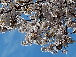 天空,樹,春天
