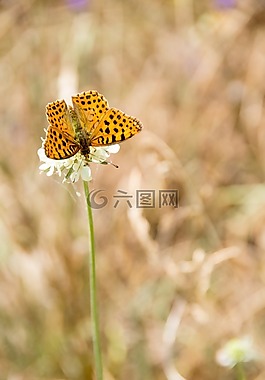 蝴蝶,性質,昆蟲