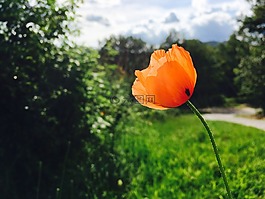 花,土地,旅行