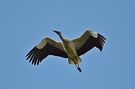 鸛,飛,優(yōu)雅