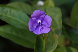 鮮花,紫羅蘭,性質(zhì)