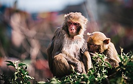 動(dòng)物,猴子,兄弟姐妹