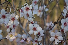 枝杈,花,樹(shù)