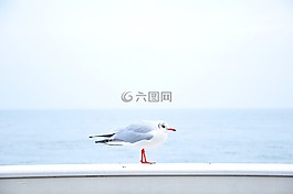天空,藍(lán)色,水