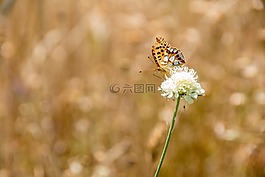 蝴蝶,性質,昆蟲